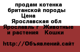 продам котенка британской породы › Цена ­ 1 000 - Ярославская обл., Ярославль г. Животные и растения » Кошки   
